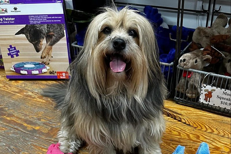 Dog sitting on a wooden floor with various dog toys around