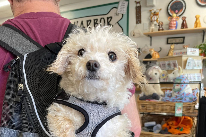 Small white dog in a gray pet carrier worn by a person in a store.