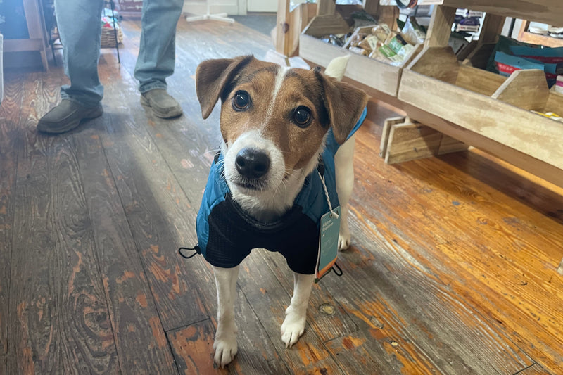 Dog wearing a blue jacket standing on a wooden floor indoors