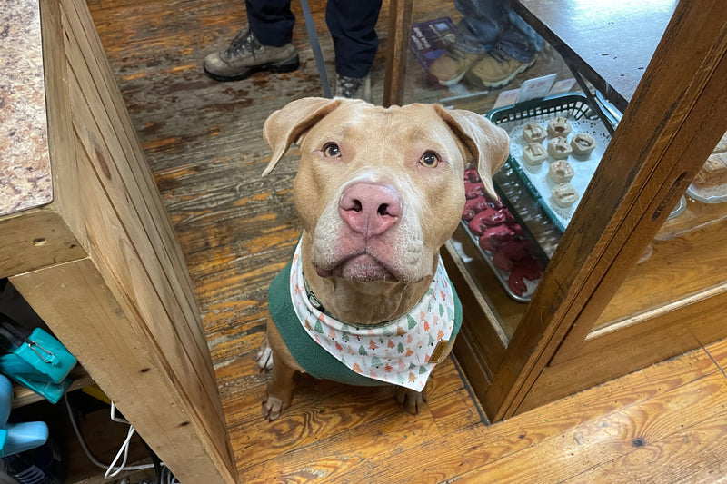 Dog wearing a green sweater and patterned bandana standing on a wooden floor.