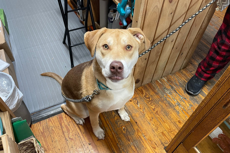 Dog on a leash standing on a wooden floor with a door in the background
