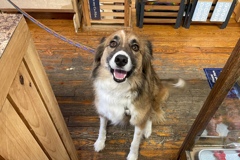 Dog standing on a wooden floor inside a store