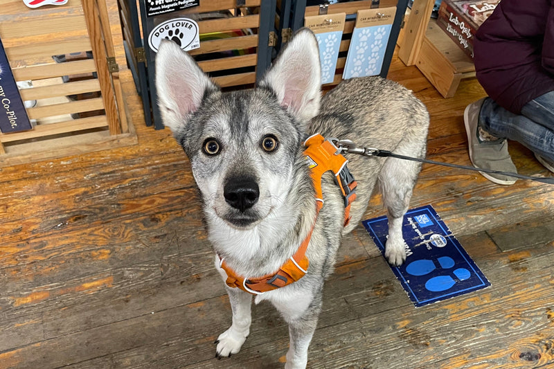 Dog wearing an orange harness standing on a wooden floor with a person and various items in the background.