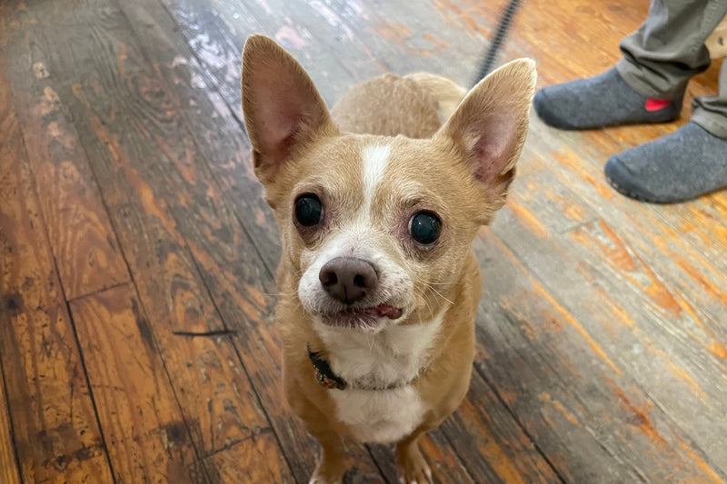 Small dog sitting on a wooden floor with a person's feet in the background
