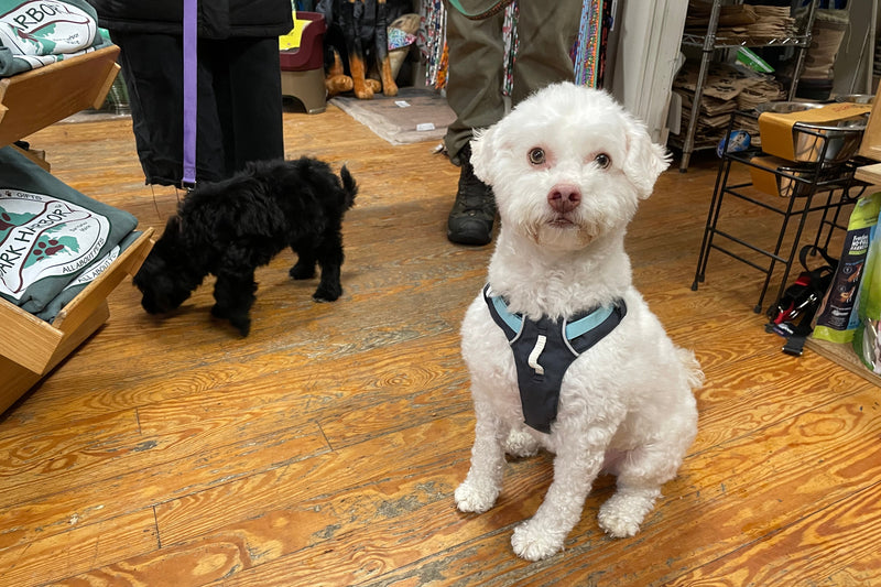 White dog wearing a harness sitting on a wooden floor with a black dog and people in the background.