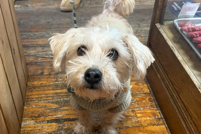 Small white dog wearing a sweater standing on a wooden floor inside a pet store.