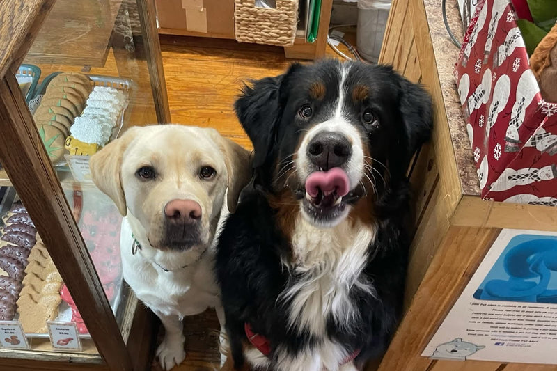 Two dogs, one yellow and one black and white, standing next to a wooden display case.