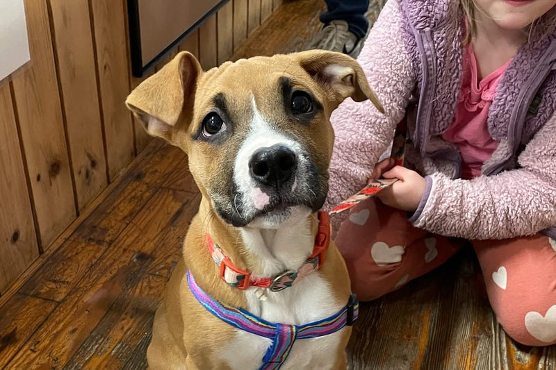 Dog sitting on a wooden floor with a child petting it