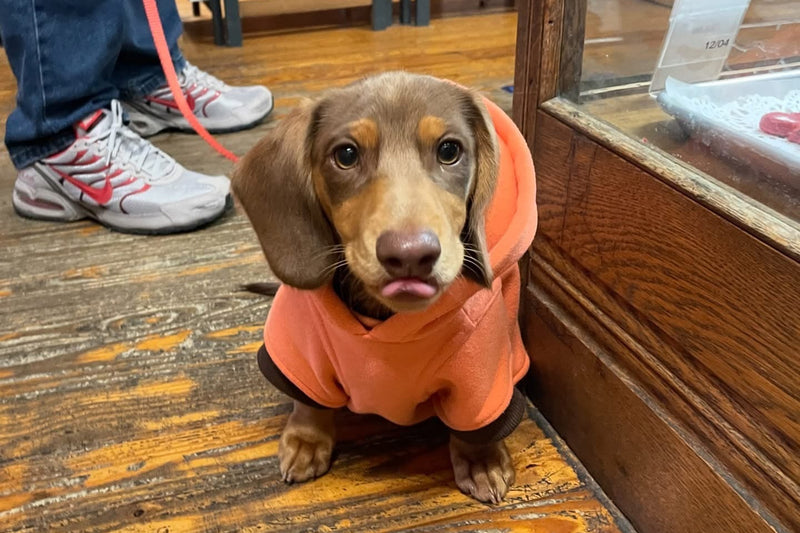 Dachshund puppy wearing an orange hoodie standing on a wooden floor inside a store.