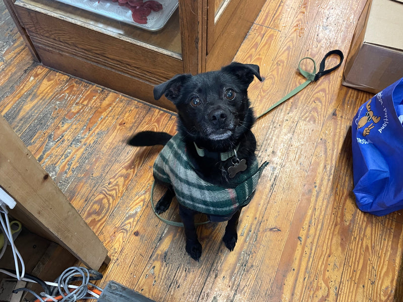 Black dog wearing a striped sweater sitting on a wooden floor with a blue bag and leash in the background.