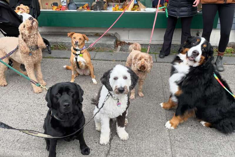 Group of dogs on leashes with people in the background